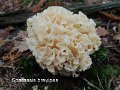 Sparassis brevipes-amf1775
